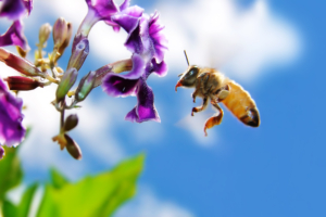 Bee on Flower Widescreen968944252 300x200 - Bee on Flower Widescreen - Widescreen, flower, Arctic